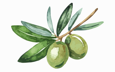 Olive branch with green olives. Hand drawn watercolor illustrationのイラスト素材