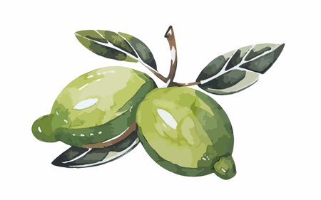 Illustration of green guava fruit with leaves on a white backgroundのイラスト素材
