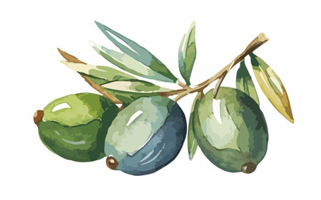 Olive branch with green olives. Watercolor hand drawn illustrationのイラスト素材
