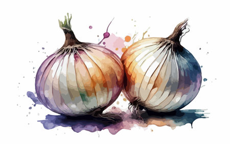 Illustration of onions with watercolor splashes on a white backgroundのイラスト素材