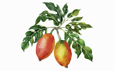 Watercolor illustration of papaya on white background. Vector illustration.のイラスト素材