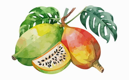 Watercolor illustration of papaya on a white background. Vector illustration.のイラスト素材