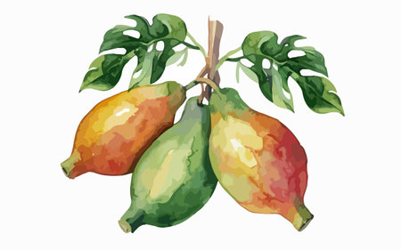 Watercolor illustration of papaya fruits on a branch with leaves.のイラスト素材