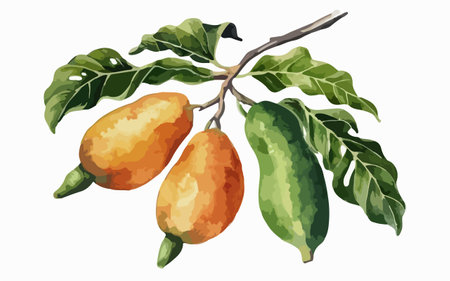 Papaya fruit on tree branch. Watercolor hand drawn illustrationのイラスト素材