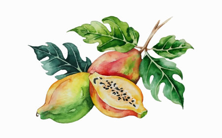 Watercolor illustration of papaya fruits and leaves on white background.のイラスト素材