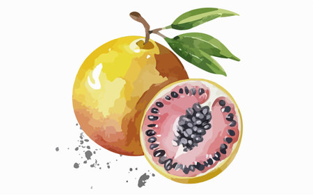 Passion fruit vector illustration. Isolated on a white background.のイラスト素材