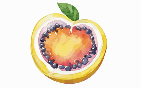 Passion fruit on a white background. Vector illustration in watercolor style.のイラスト素材