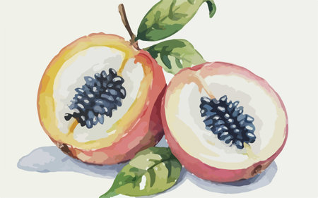 Passion fruit vector illustration. Hand drawn watercolor painting on white background.のイラスト素材