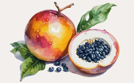 Passion fruit with green leaves, watercolor illustration, vector.のイラスト素材