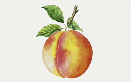 Illustration of a peach on a white background. Vector illustration.のイラスト素材