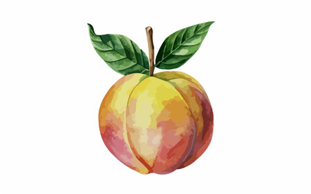 Watercolor peach isolated on a white background. Hand drawn illustration.のイラスト素材