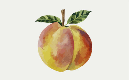 Peach watercolor painting on white background. Hand drawn vector illustration.のイラスト素材