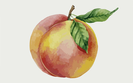 Peach. Vector illustration. Isolated on a white background.のイラスト素材