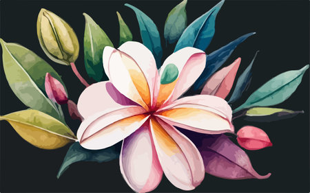 Beautiful watercolor illustration of frangipani flowers on black backgroundのイラスト素材