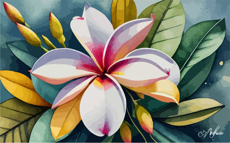 Tropical flower frangipani on watercolor background.のイラスト素材