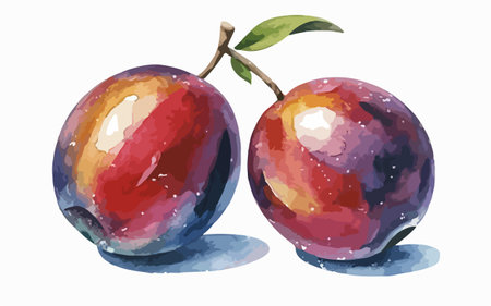 Two plums on a white background. Vector watercolor illustration.のイラスト素材