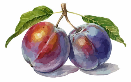 Illustration of plums on a white background. Vector illustration.のイラスト素材