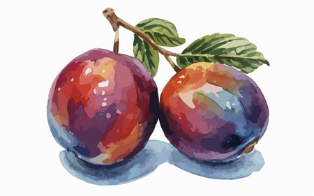 Watercolor painting of plums on white background. Vector illustration.のイラスト素材