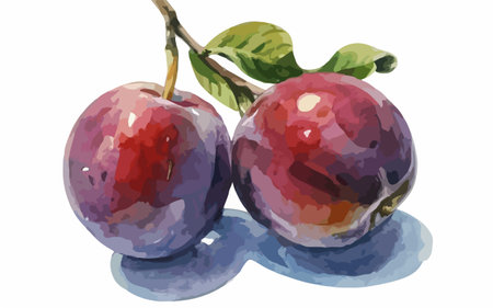 Illustration of two plums with watercolor effect on white backgroundのイラスト素材