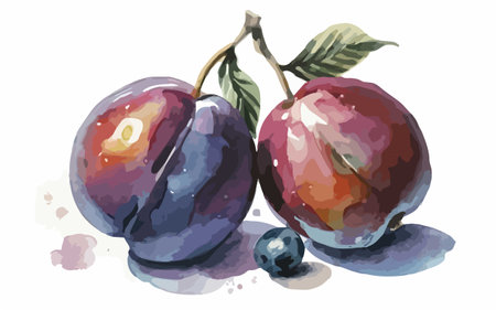 Illustration of two plums with watercolor splashes on a white backgroundのイラスト素材