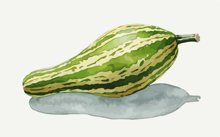 Watercolor illustration of a green melon on a white background.のイラスト素材