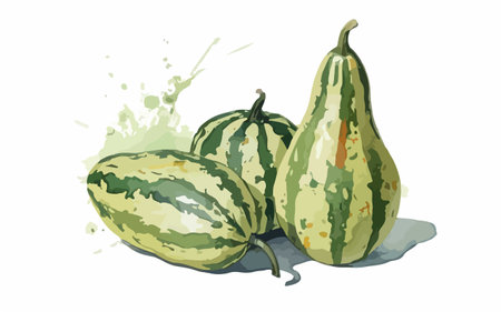 Watercolor illustration of green pumpkins on white background. Vector illustration.のイラスト素材