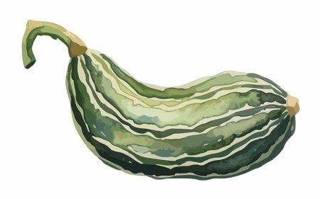 Illustration of a green zucchini isolated on a white backgroundのイラスト素材