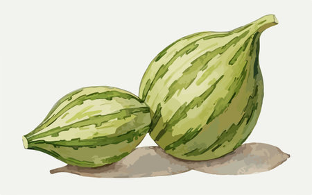 Watermelons. Vector illustration of a watermelon on a white background.のイラスト素材