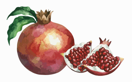 Watercolor pomegranate isolated on white background. Vector illustration.のイラスト素材