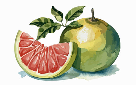 Grapefruit and pomelo. Hand drawn vector illustration.のイラスト素材