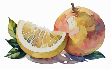 Watercolor illustration of an orange and a grapefruit on a white backgroundのイラスト素材
