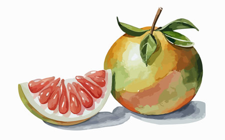 Watercolor illustration of pomelo fruit on a white background.のイラスト素材