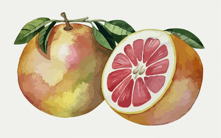 Watercolor illustration of grapefruits. Hand drawn vector illustration.のイラスト素材