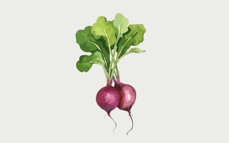 Radish vector illustration, isolated on white background. Vector illustration.のイラスト素材