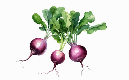 Beetroot isolated on white background. Vector watercolor illustration.のイラスト素材
