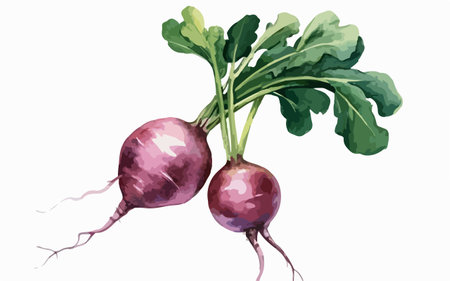 Red radish on a white background. Vector illustration in watercolor style.のイラスト素材