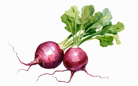 Red radish with green leaves on a white background. Vector illustration.のイラスト素材