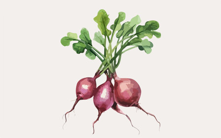 Red radish on a white background. Hand-drawn illustration.のイラスト素材