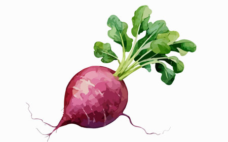 Illustration of a radish on a white background. Vector illustration.のイラスト素材