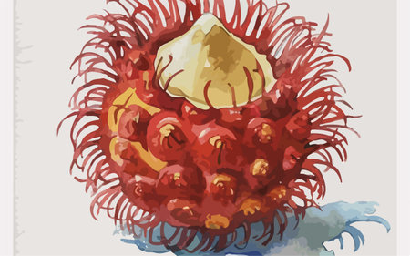 Watercolor illustration of a rambutan on a white background.のイラスト素材