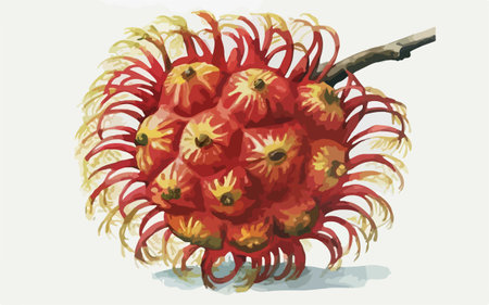 Illustration of a red rambutan on a white background.のイラスト素材