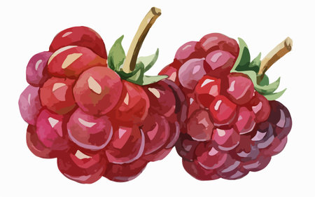 Illustration of a raspberry on a white background. Vector illustration.のイラスト素材