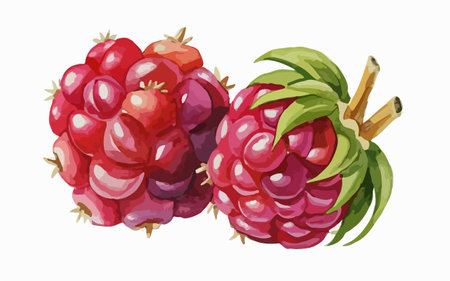 Raspberry vector illustration. Hand drawn berry isolated on white background.のイラスト素材