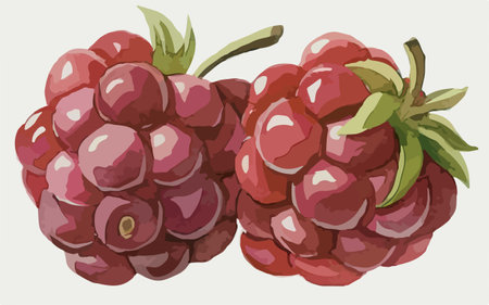 Ripe raspberries on a white background. Vector illustration.のイラスト素材