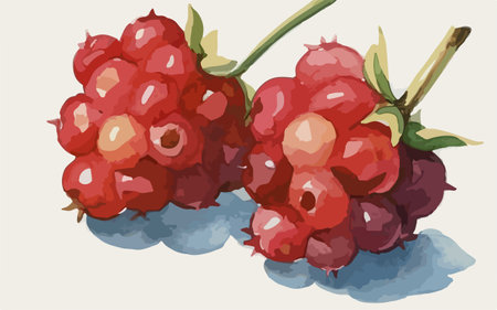 Bunch of raspberries on a white background. Vector illustration.のイラスト素材