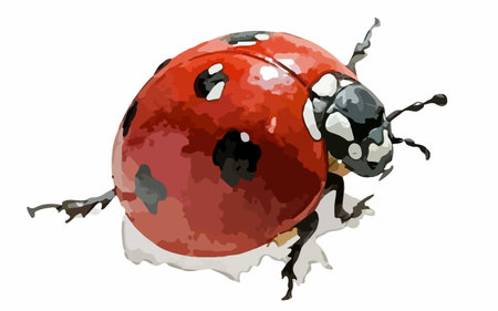 Illustration of a ladybug on a white background with watercolor splashesのイラスト素材