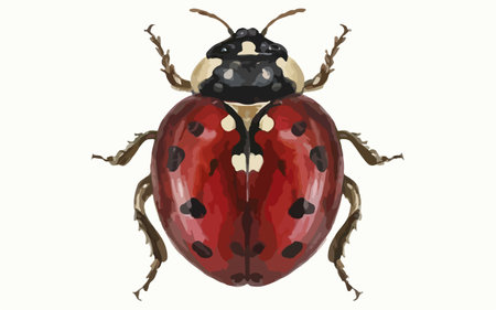 Ladybug isolated on the white background. Vector illustration. Eps 10.のイラスト素材