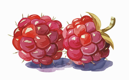Illustration of two ripe raspberries on a white background.のイラスト素材