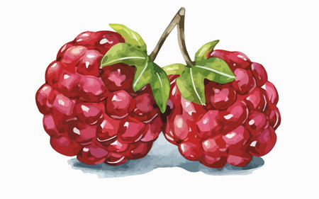 Illustration of two fresh raspberries on the white background.のイラスト素材