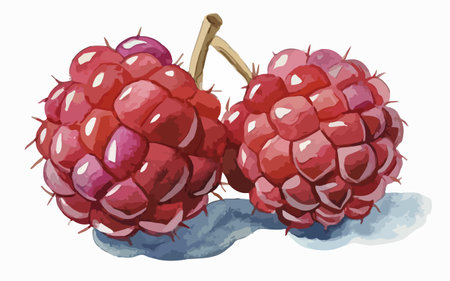 Illustration of a pair of raspberries on a white backgroundのイラスト素材